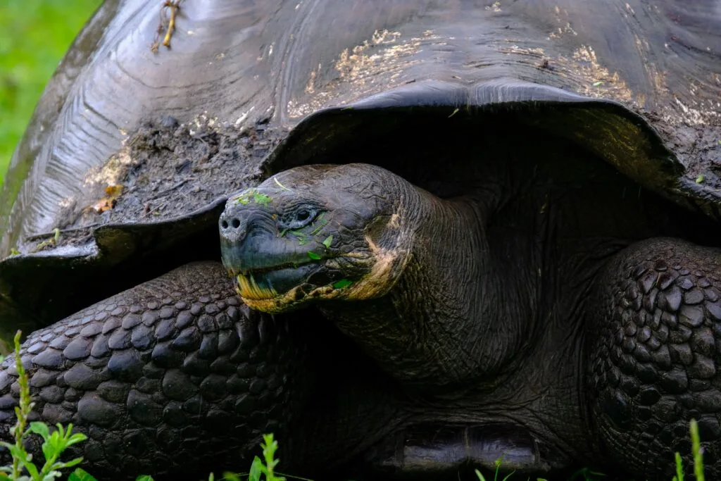 A close up of a Galápagos giant tortoise on Isla Floreana, Ecuador