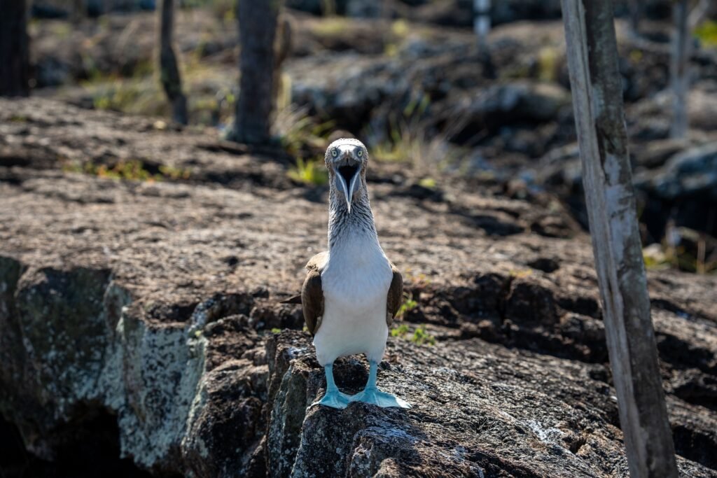 A blue-footed boobie crows at the camera with his mouth wide open on Isla Floreana, Galápagos, Ecuador. It looks angry.