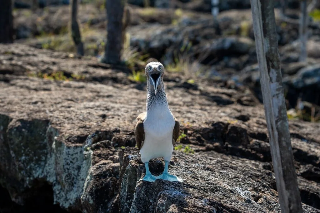 A blue-footed boobie crows at the camera with his mouth wide open on Isla Floreana, Galápagos, Ecuador. It looks angry.