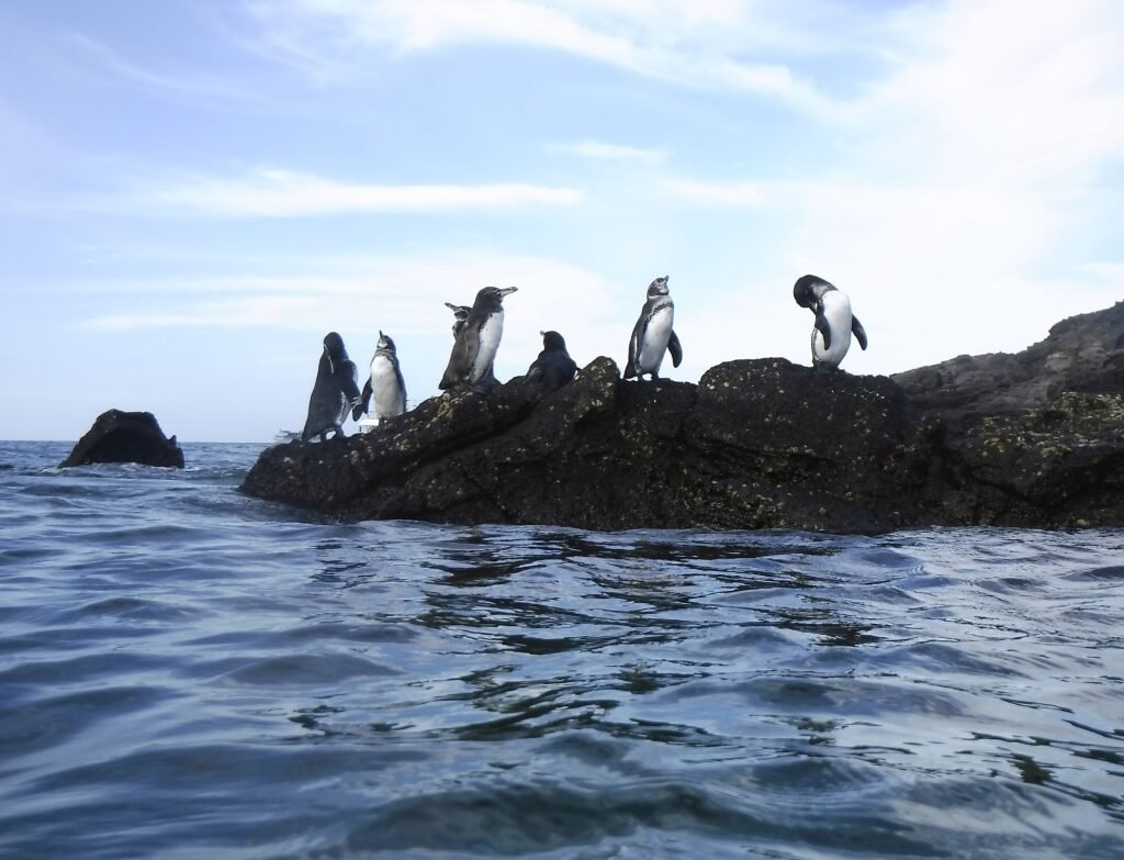 A group of penguins stand on a rock on Isla Floreana on the Galápagos, Ecuador