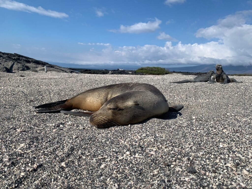 A sea lion sleeps on a stone beach with some marine iguanas behind it on Isla Floreana, Galápagos, Ecuador