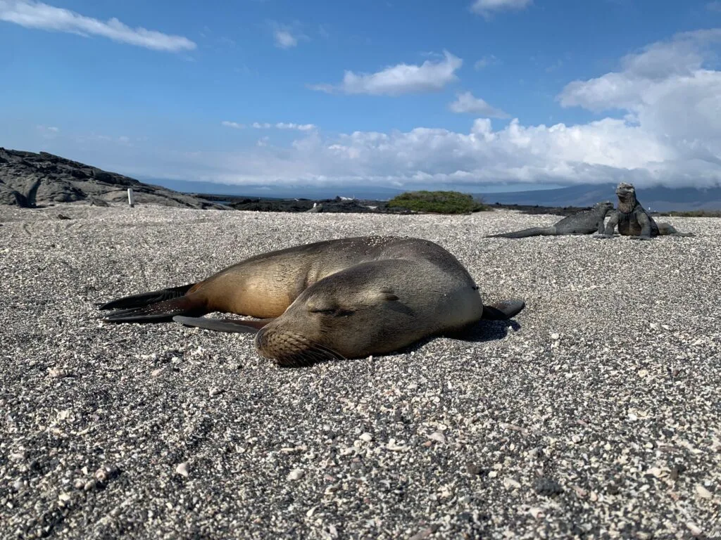 A sea lion sleeps on a stone beach with some marine iguanas behind it on Isla Floreana, Galápagos, Ecuador