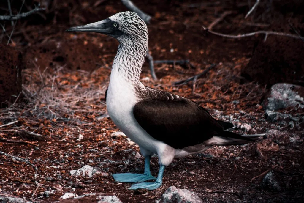 A blue-footed boobie surrounded by vegetation on Isla Floreana, Galápagos, Ecuador