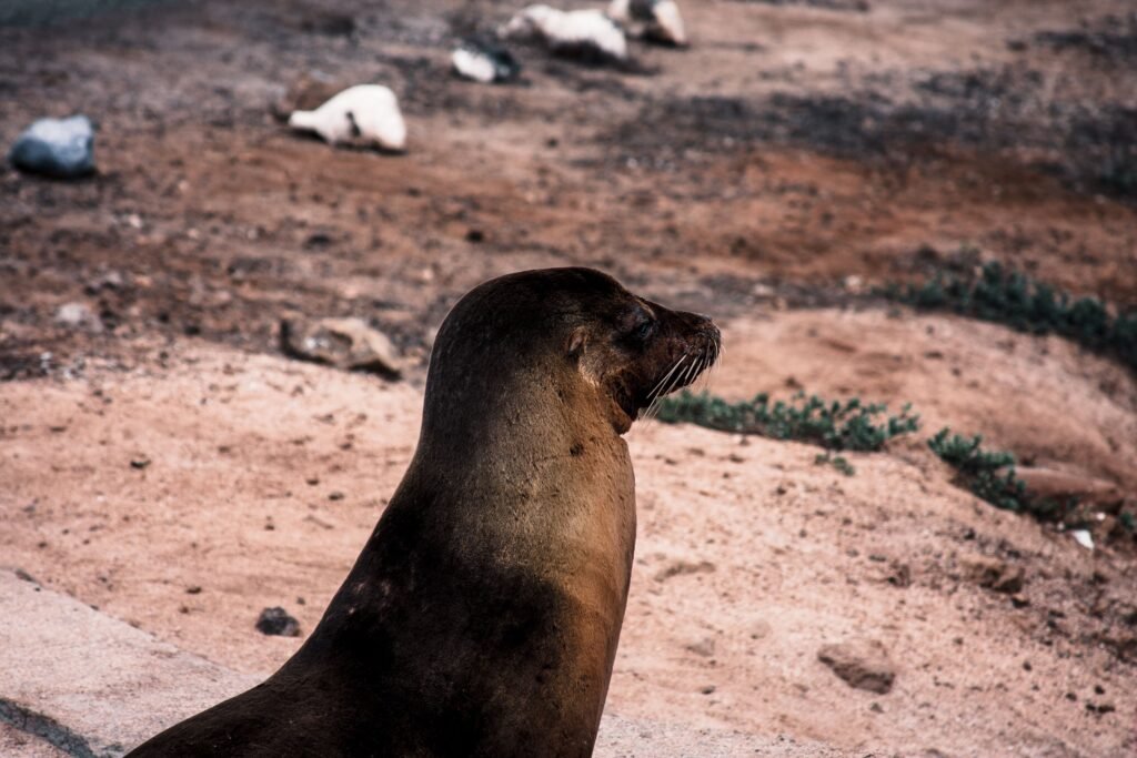 A sea lion on a beach on Isla Floreana, Galápagos, Ecuador