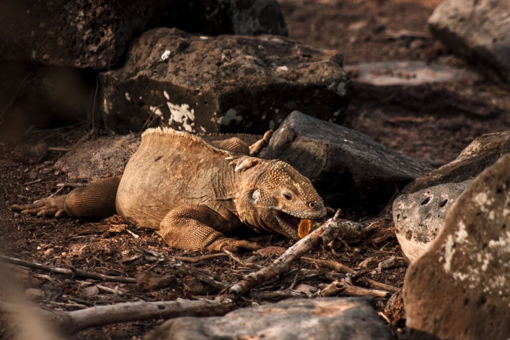 A marine iguana easts something a beach on Isla Floreana, Galápagos, Ecuador