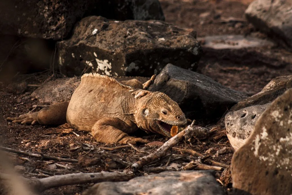 A marine iguana easts something a beach on Isla Floreana, Galápagos, Ecuador