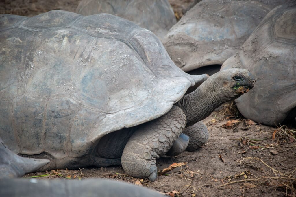 A Galápagos giant tortoise on Isla Floreana, Ecuador