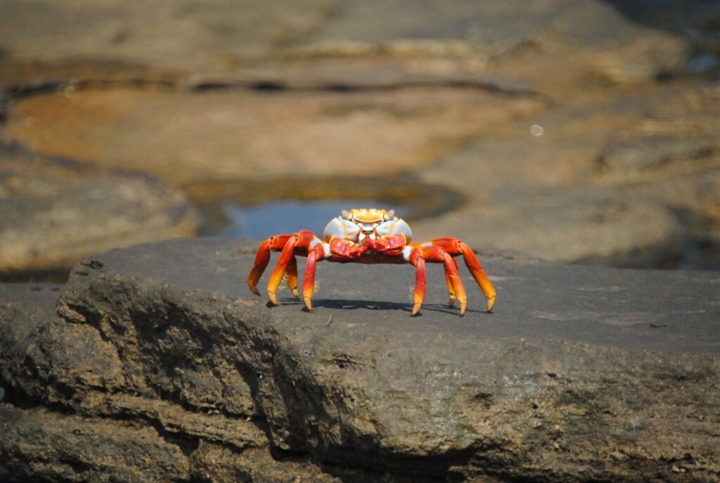 A bright red sally lightfoot crab on rocks on one of the Galápagos Islands, Ecuador