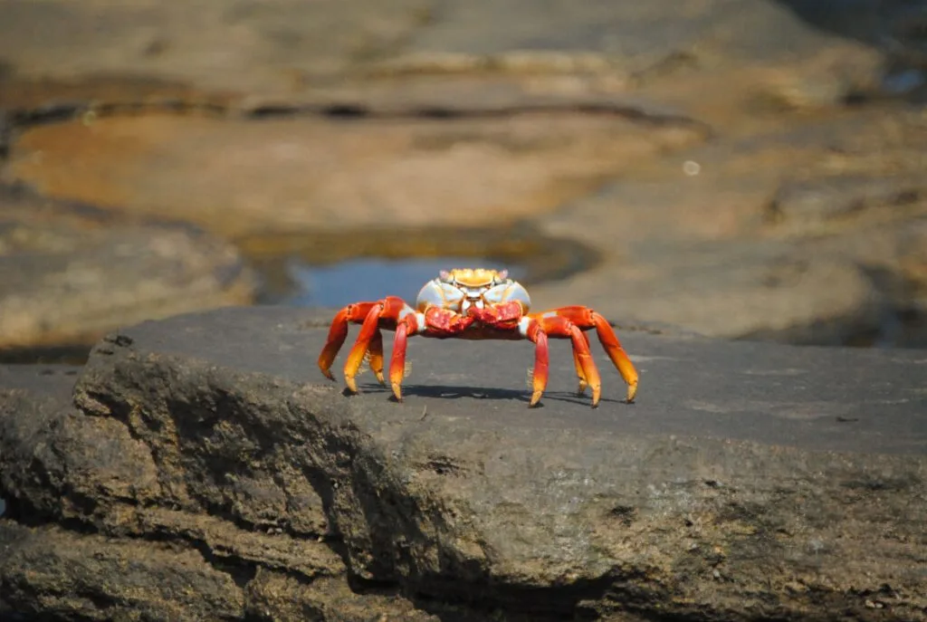 A bright red sally lightfoot crab on rocks on one of the Galápagos Islands, Ecuador