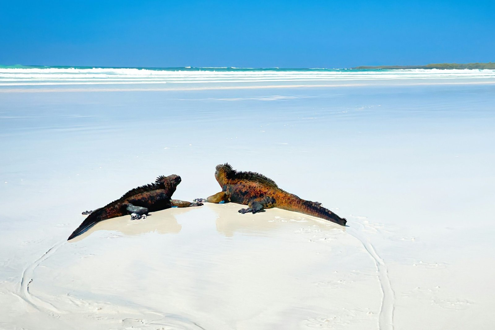Two iguanas rest on a beach on the Galápagos Islands.